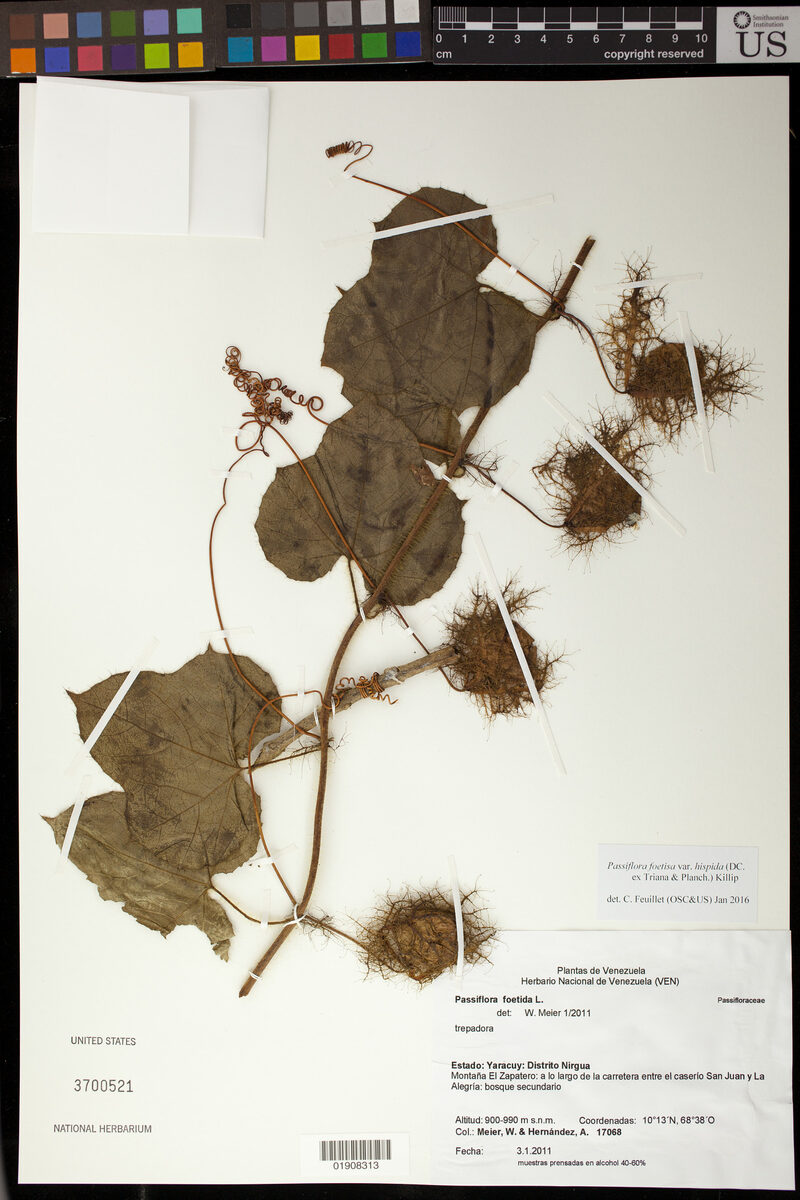 Passiflora foetida var. hispida (Aild passionfower) — photo