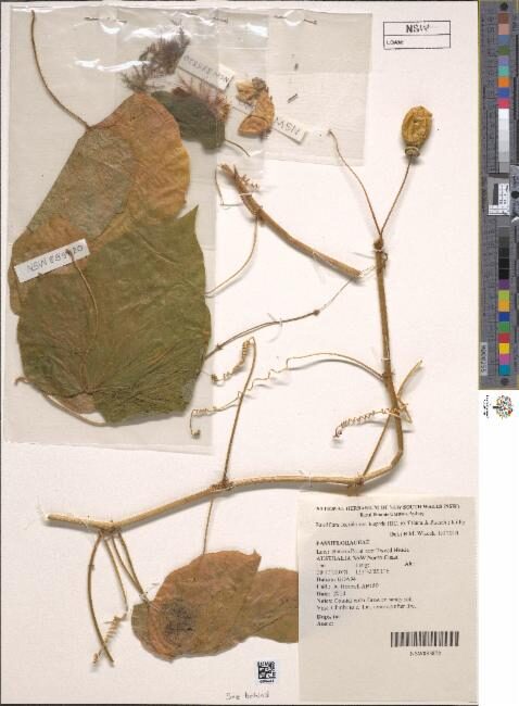 Passiflora foetida var. hispida (Aild passionfower) — photo