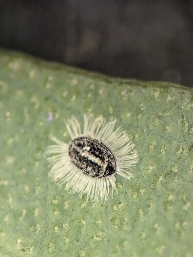 Passiflora luzmarina (Gullan) — photo
