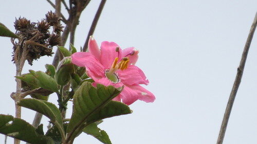 Passiflora mathewsii — photo