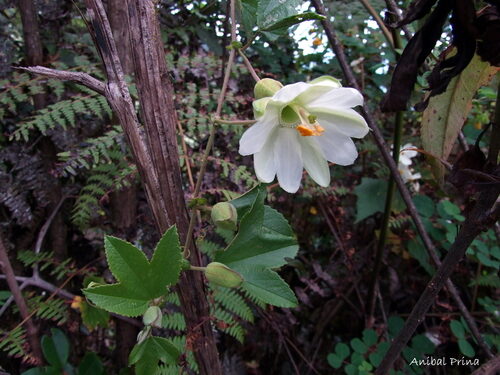 Passiflora mathewsii — photo