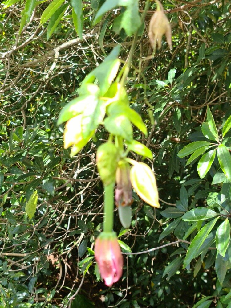 Passiflora mollisima - (Kunth.)L.H.Bailey. (Banana Passion Fruit) — photo