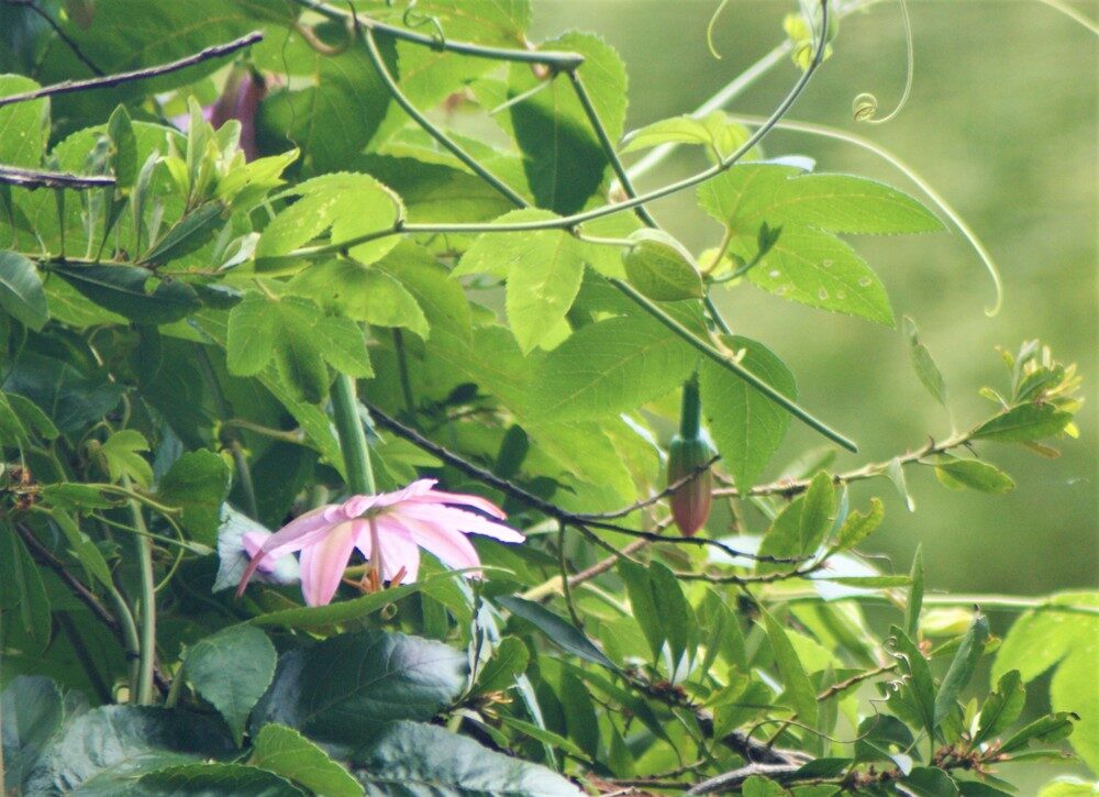 Passiflora mollisima - (Kunth.)L.H.Bailey. (Banana Passion Fruit) — photo