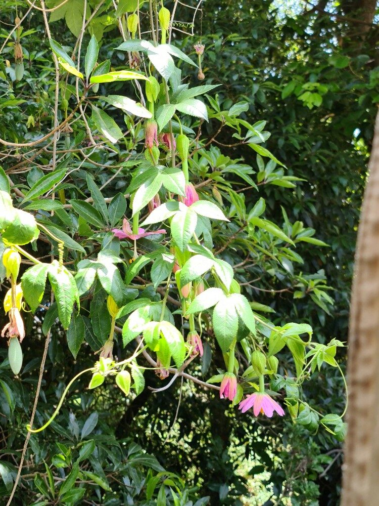Passiflora mollisima - (Kunth.)L.H.Bailey.