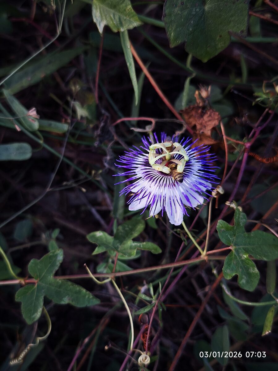 Passiflora species - . (Passion Flower) — photo