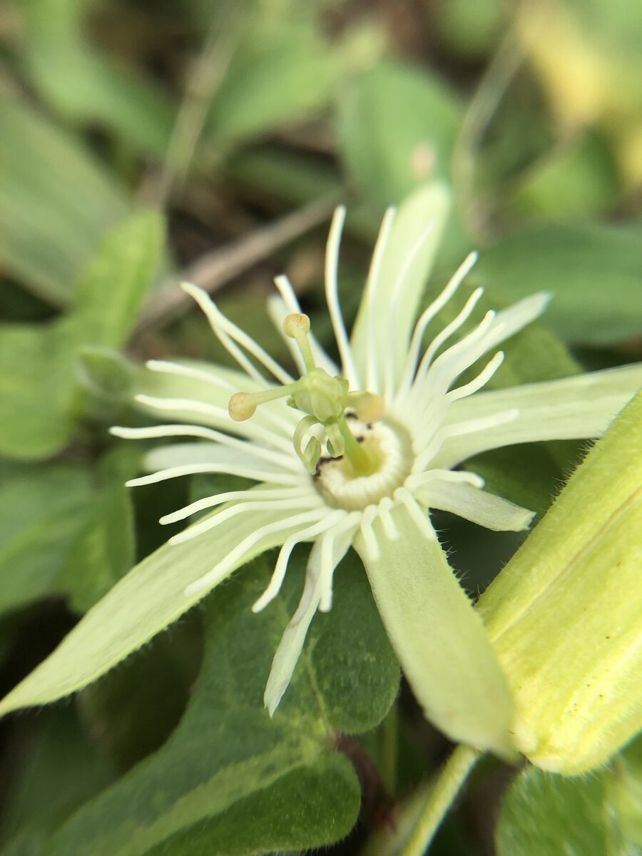 Passiflora species - . (Passion Flower) — photo