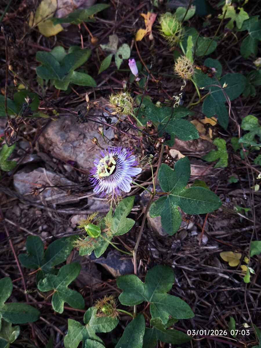 Passiflora species - .