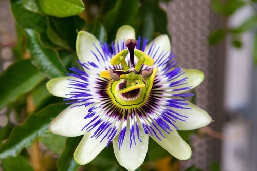 Passiflora tenuifila (Maracuja) — photo