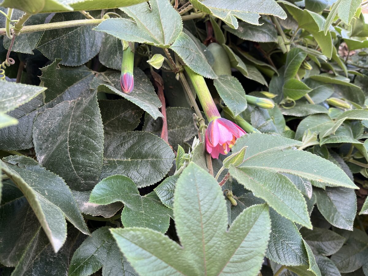 Passiflora tripartita mollissima - (Kunth) Holm (Banana Passionfruit) — photo