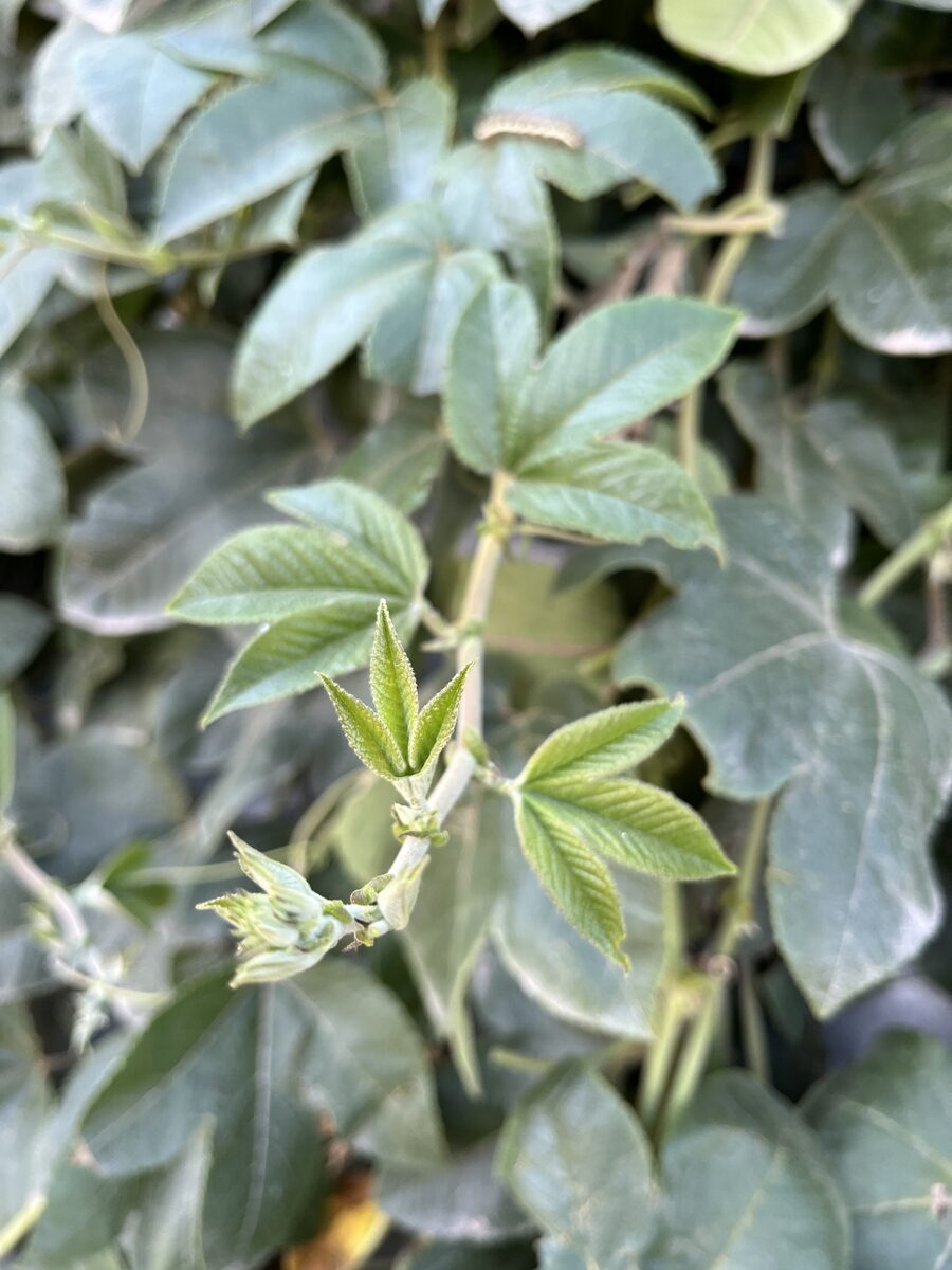 Passiflora tripartita mollissima - (Kunth) Holm (Banana Passionfruit) — photo