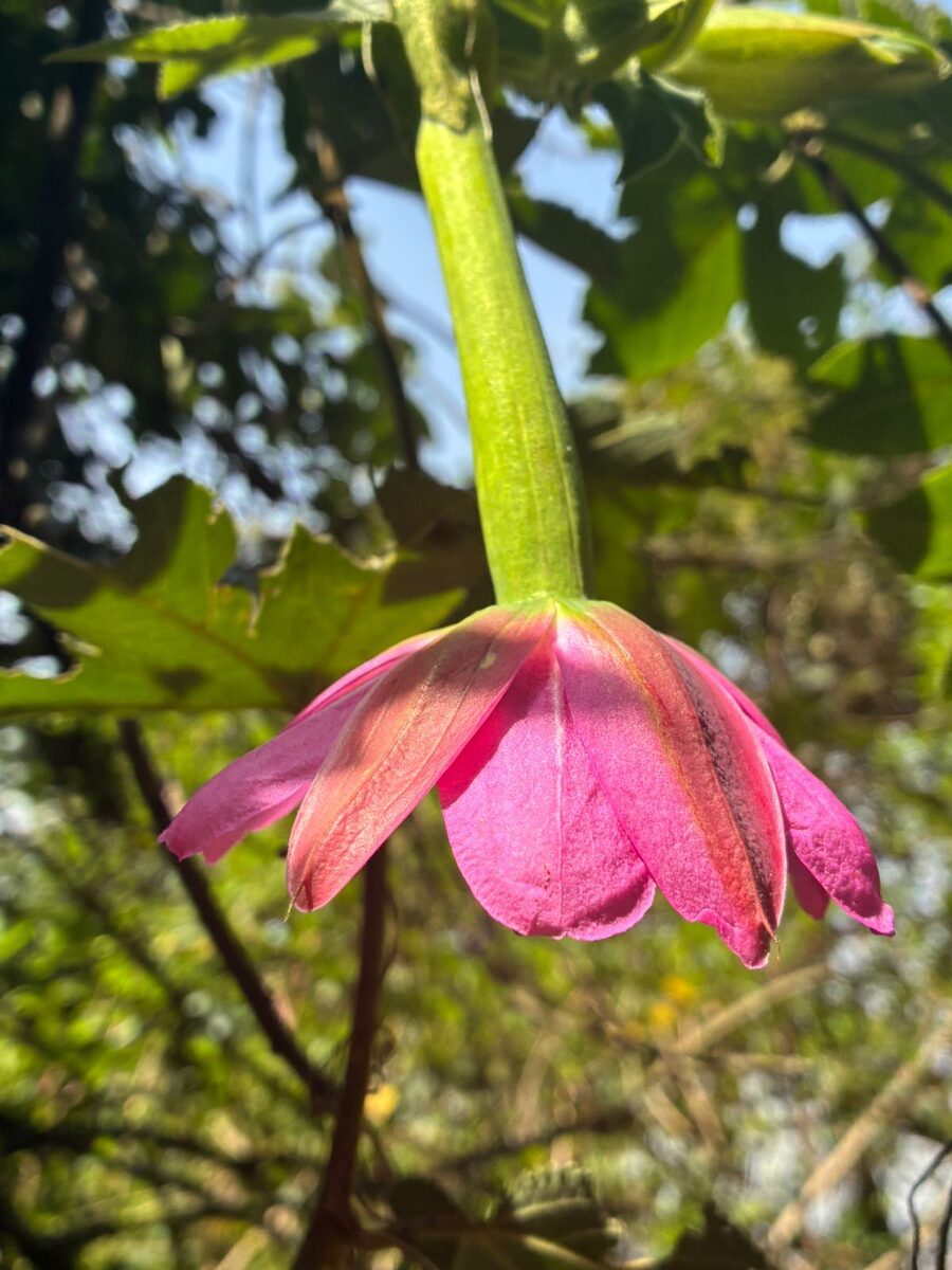 Passiflora tripartita mollissima - (Kunth) Holm