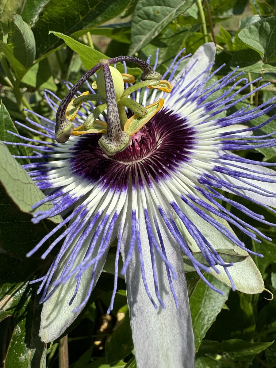 Passiflora x colvillii (Passion Flower) — photo
