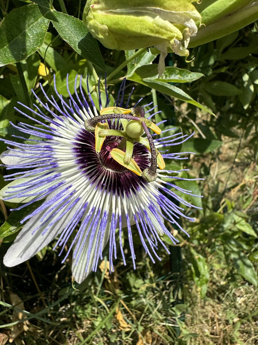 Passiflora x colvillii (Passion Flower) — photo