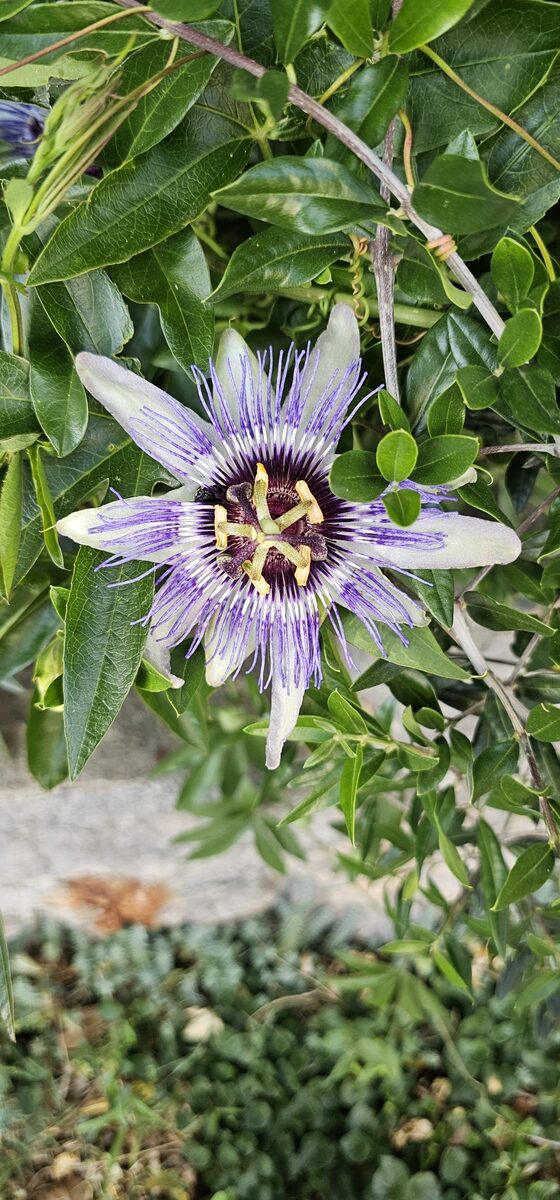 Passiflora x colvillii