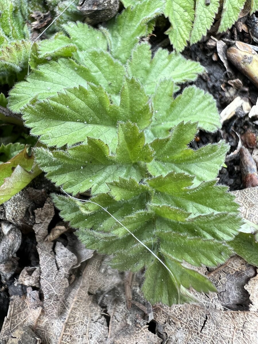 Pastinaca sativa subsp. sylvestris (Wild parsnip) — photo