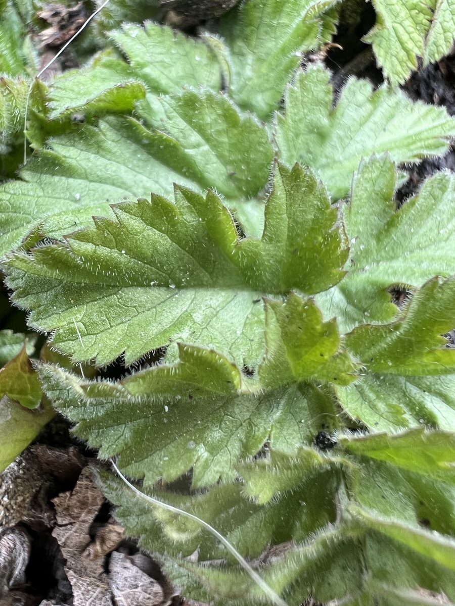 Pastinaca sativa subsp. sylvestris (Wild parsnip) — photo