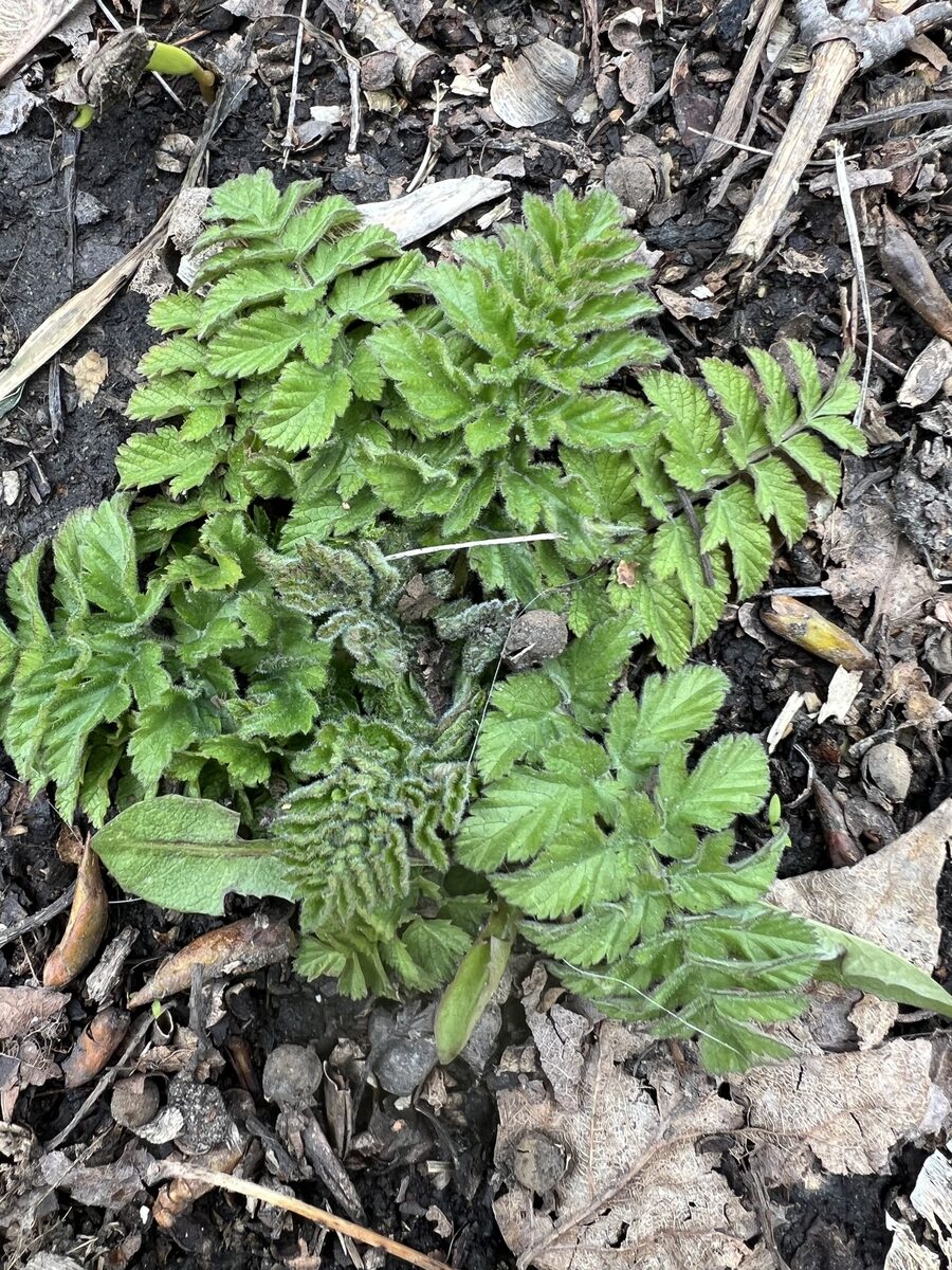 Pastinaca sativa subsp. sylvestris