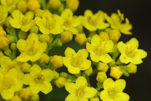 Patrinia rupestris — photo
