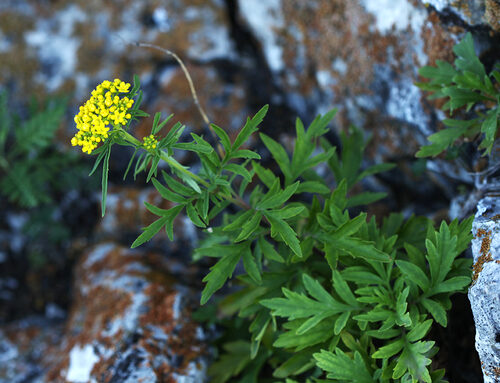 Patrinia rupestris