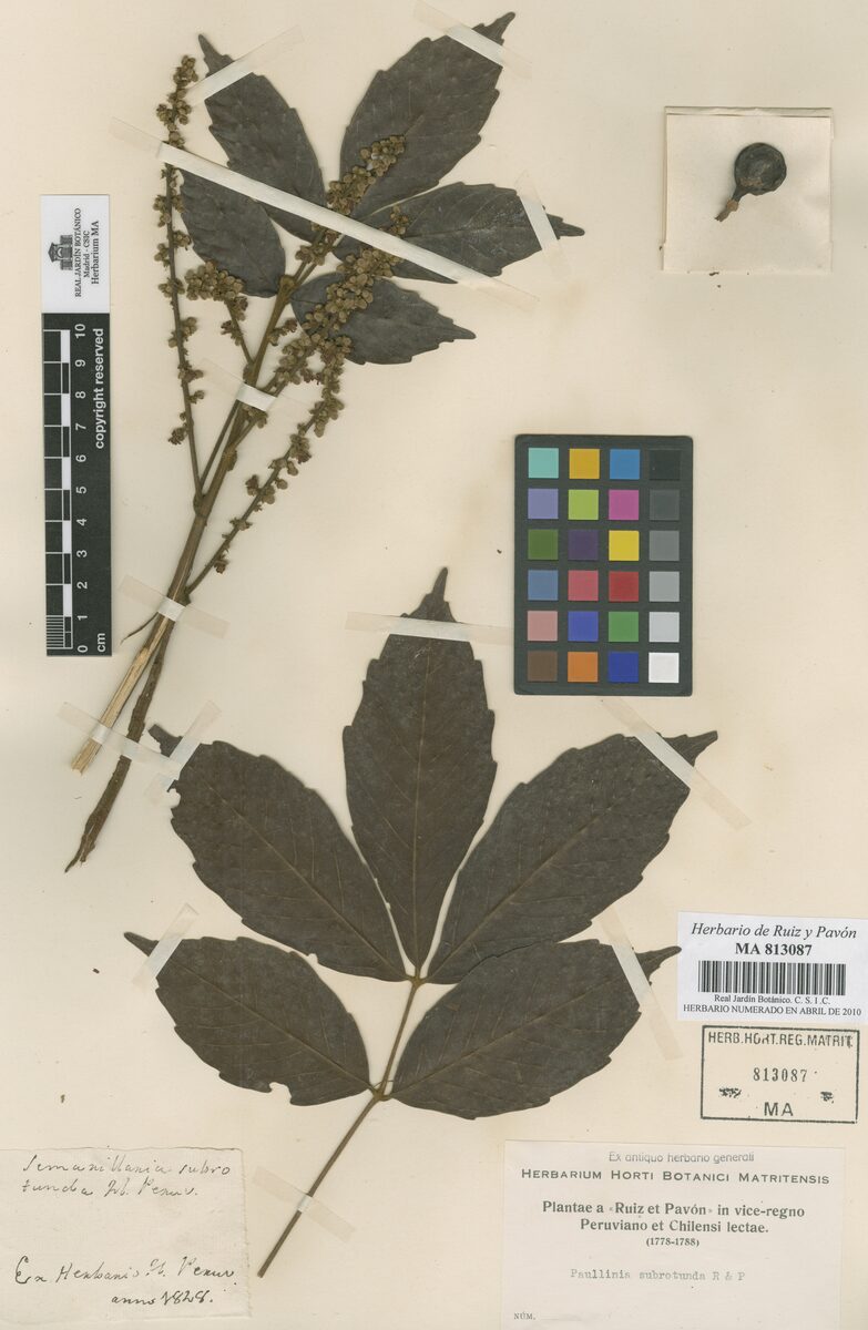 Paullinia subrotunda — photo