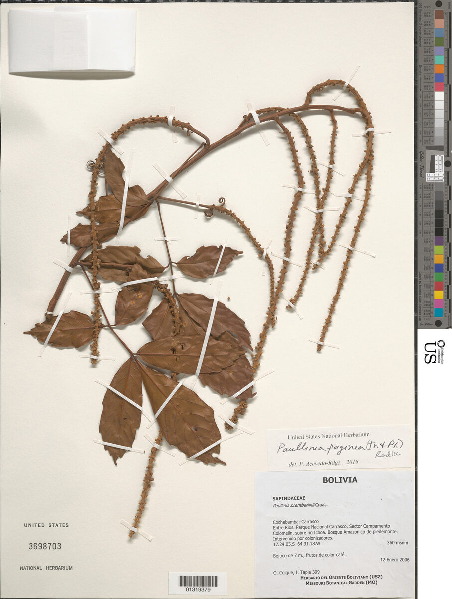 Paullinia subrotunda