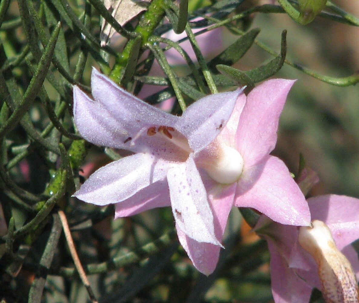 Pavetta kimberleyana — photo