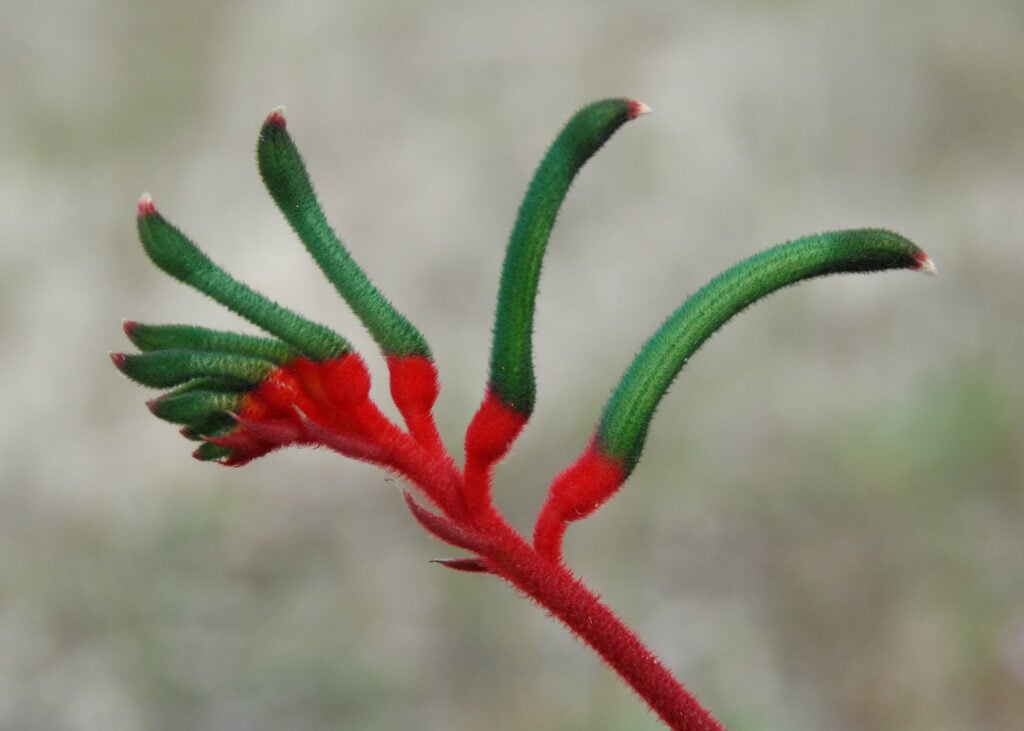 Pavetta kimberleyana