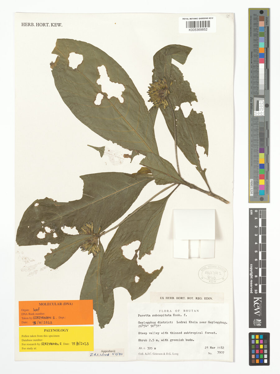 Pavetta subcapitata — photo