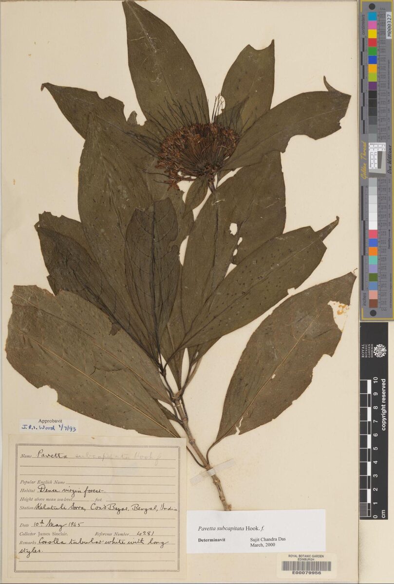 Pavetta subcapitata — photo