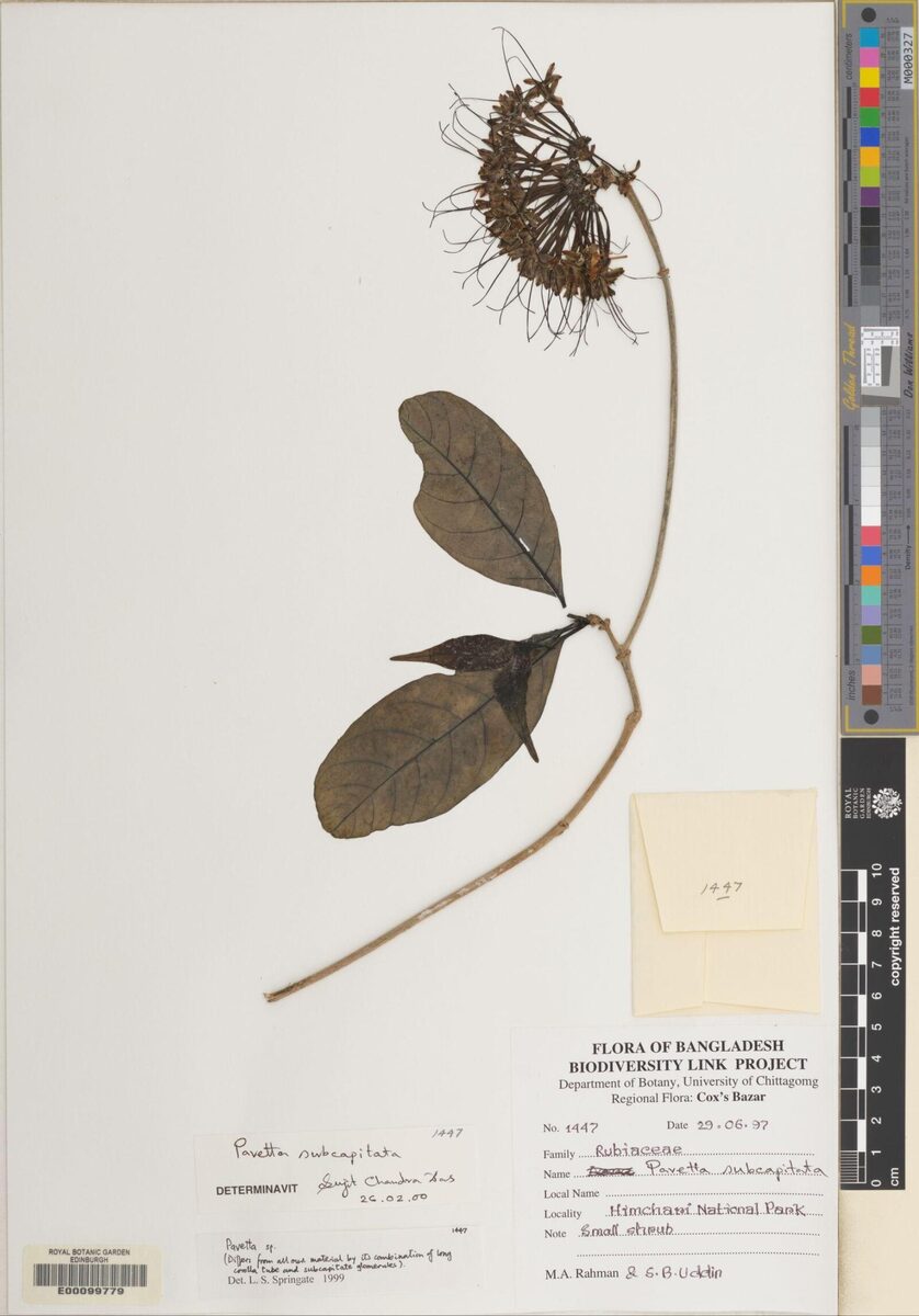 Pavetta subcapitata
