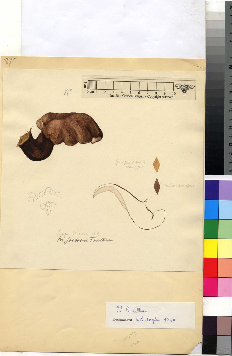 Paxillaceae