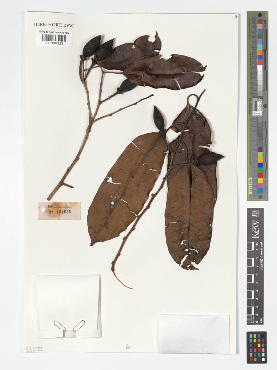 Payena ferruginea — photo
