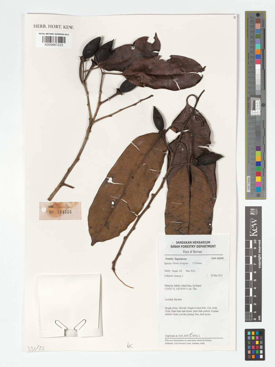 Payena ferruginea — photo