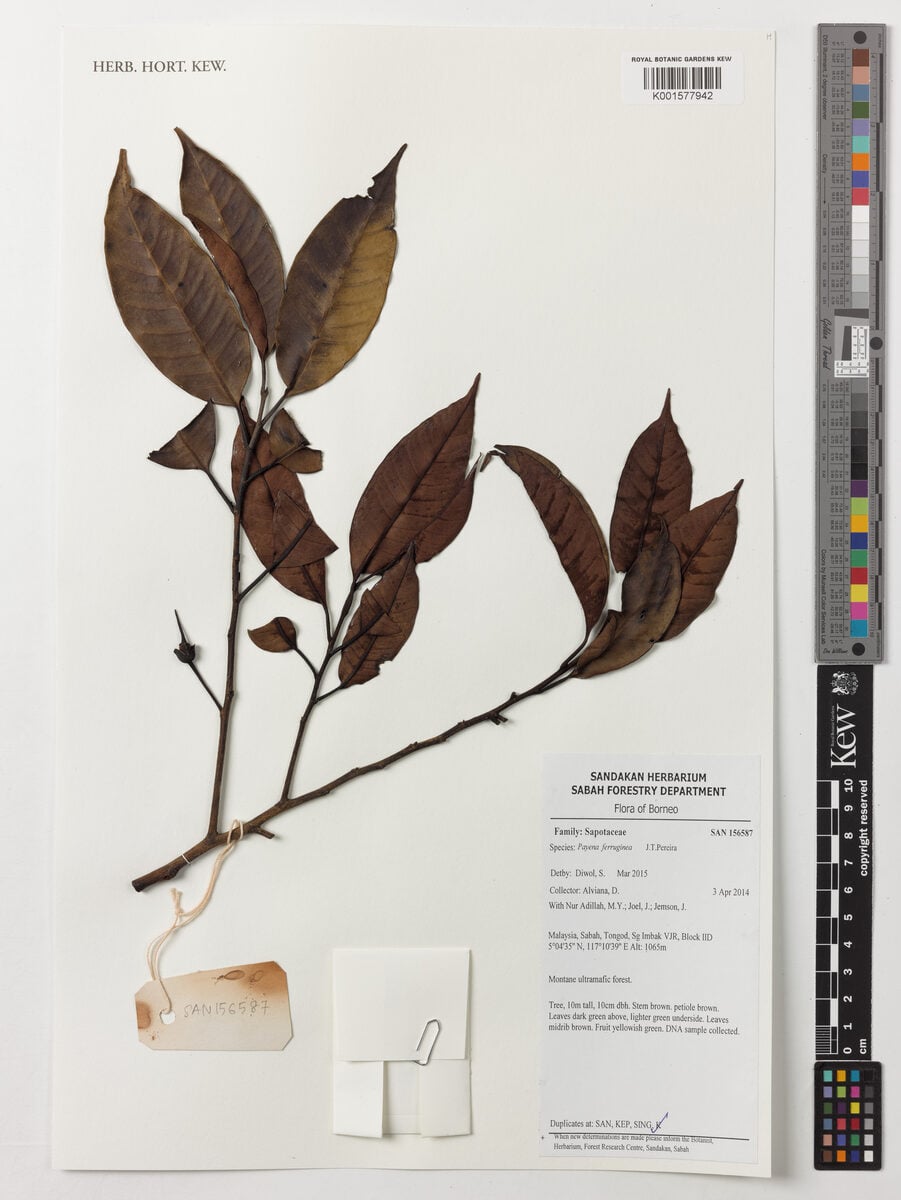 Payena ferruginea