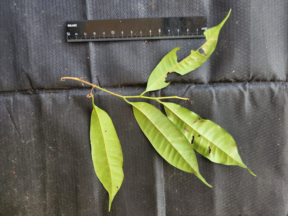 Payena leeri - (Teijsm. & Binn.) Kurz (Balam suntei tree) — photo