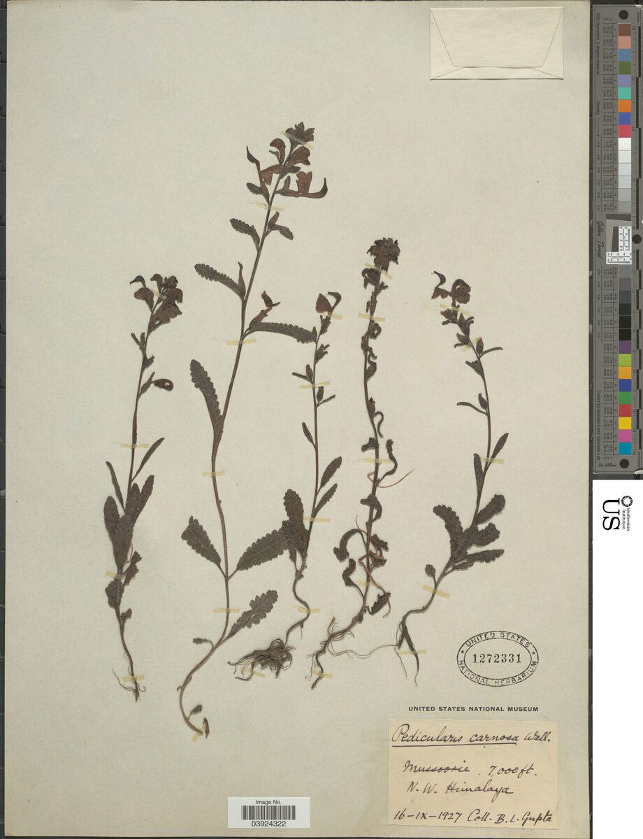Pedicularis carnosa (Entire leaf lousewort) — photo
