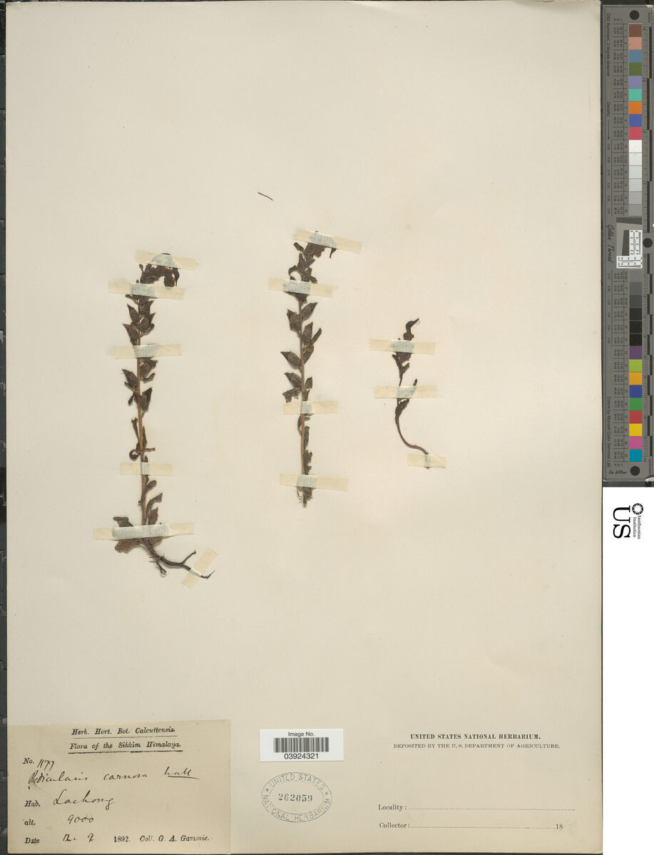 Pedicularis carnosa (Entire leaf lousewort) — photo