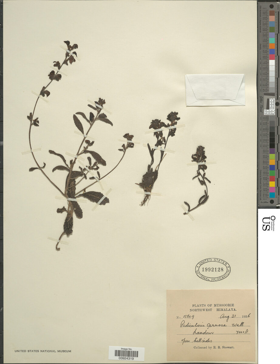 Pedicularis carnosa