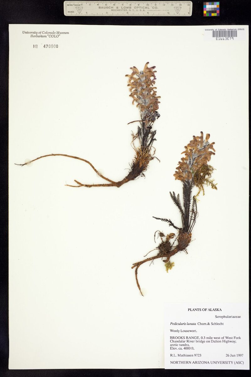 Pedicularis kanei — photo