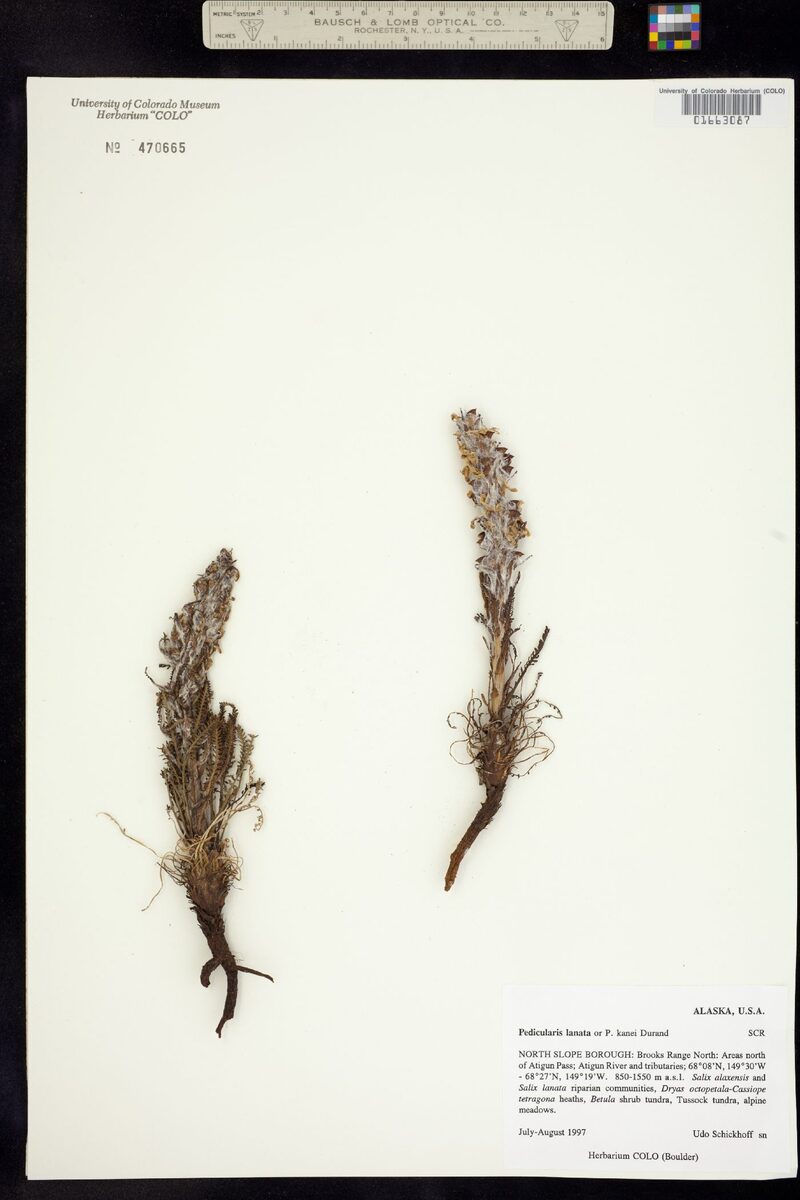 Pedicularis kanei — photo