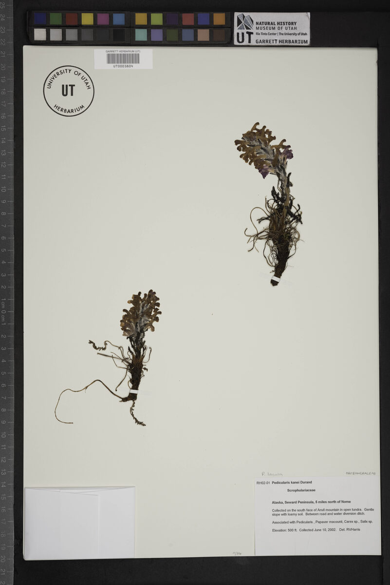 Pedicularis kanei
