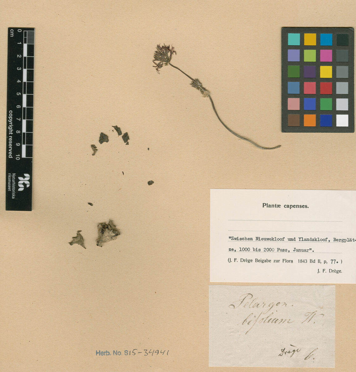 Pelargonium bifolium
