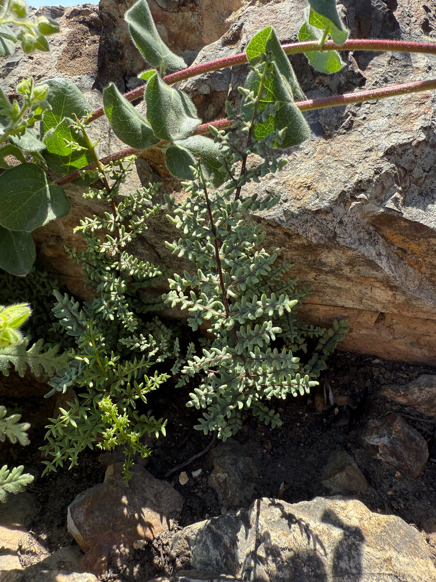 Pellaea mucronata subsp. californica (California cliffbrake) — photo