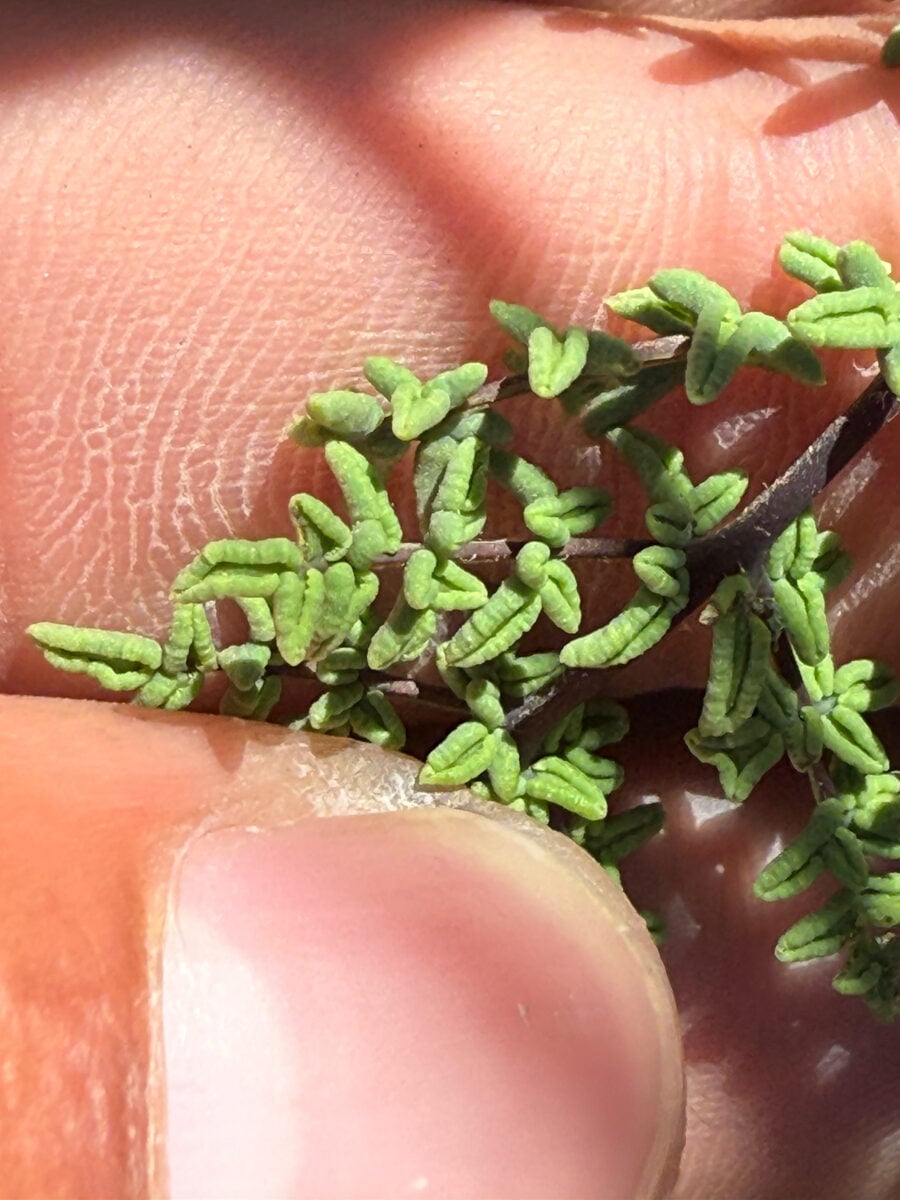 Pellaea mucronata subsp. californica