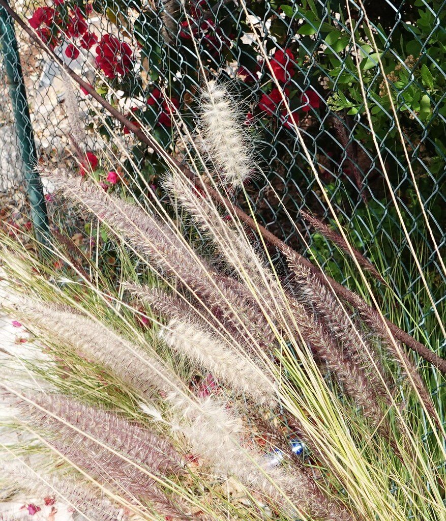 Pennisetum setaceum - (Forssk.) Chiov (Fountain grass) — photo