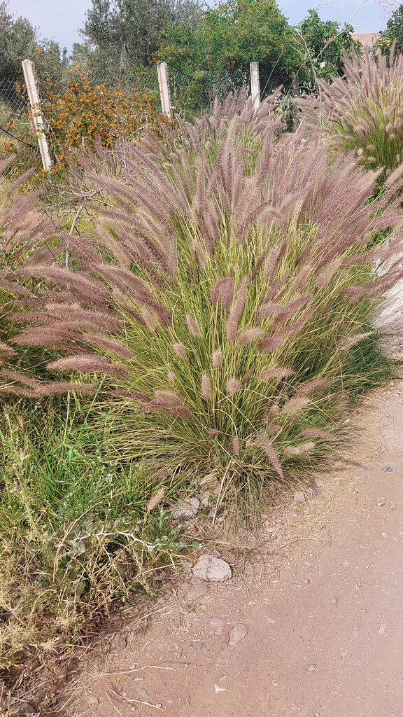 Pennisetum setaceum - (Forssk.) Chiov (Fountain grass) — photo