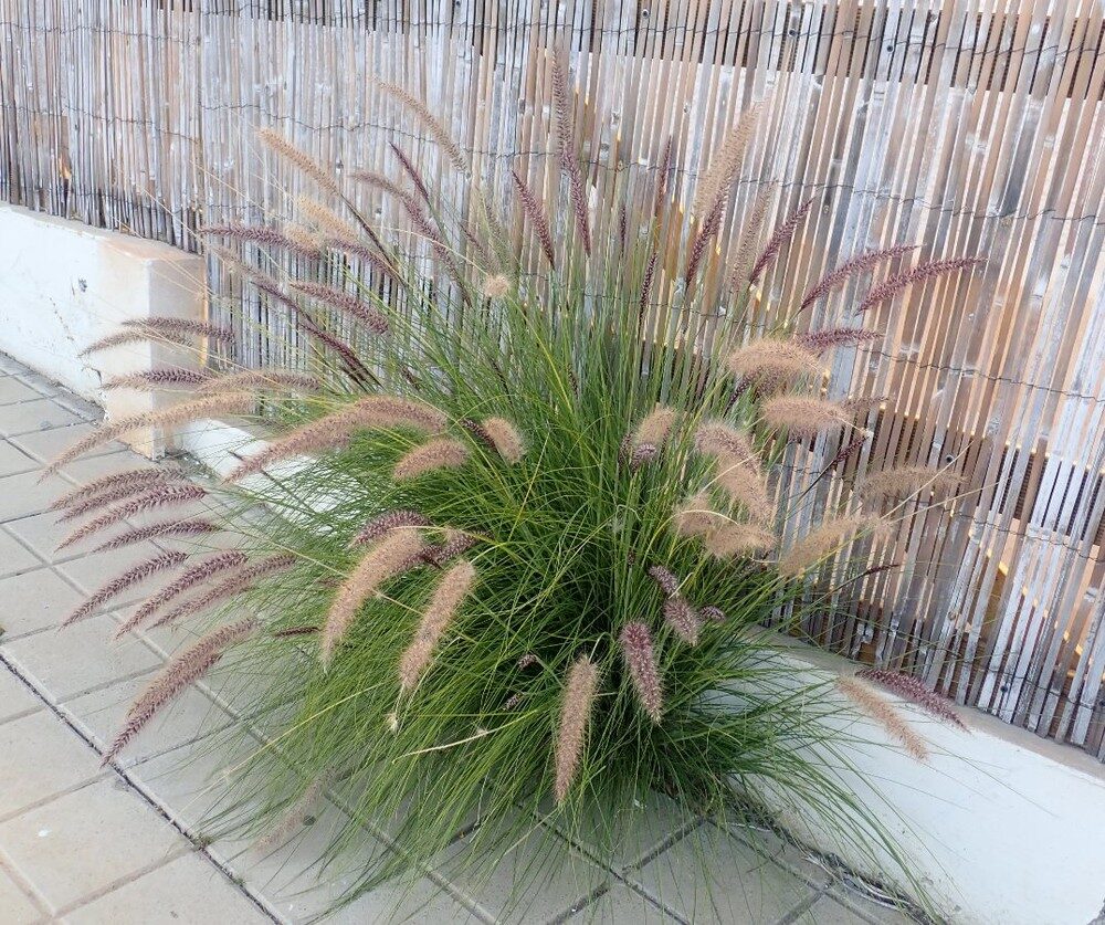 Pennisetum setaceum - (Forssk.) Chiov