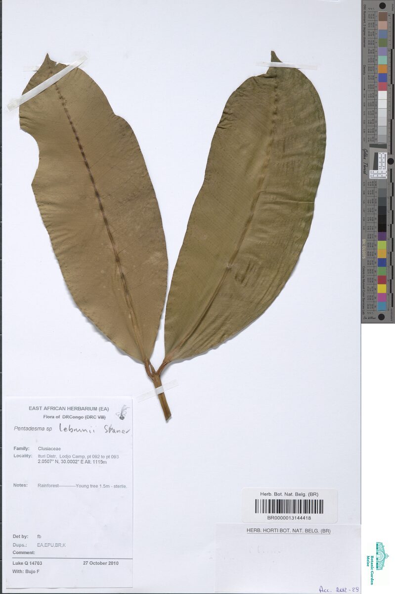 Pentadesma lebrunii — photo
