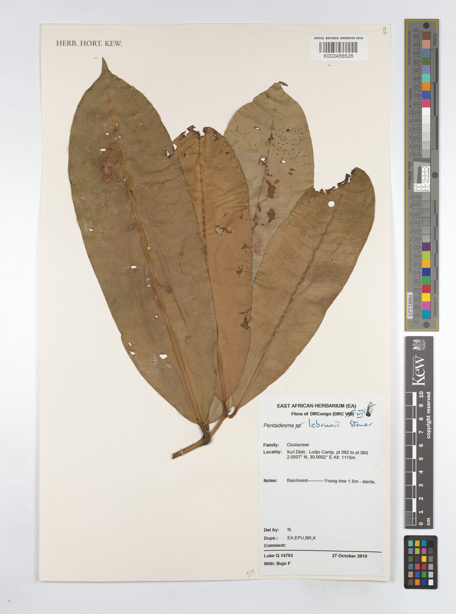 Pentadesma lebrunii — photo
