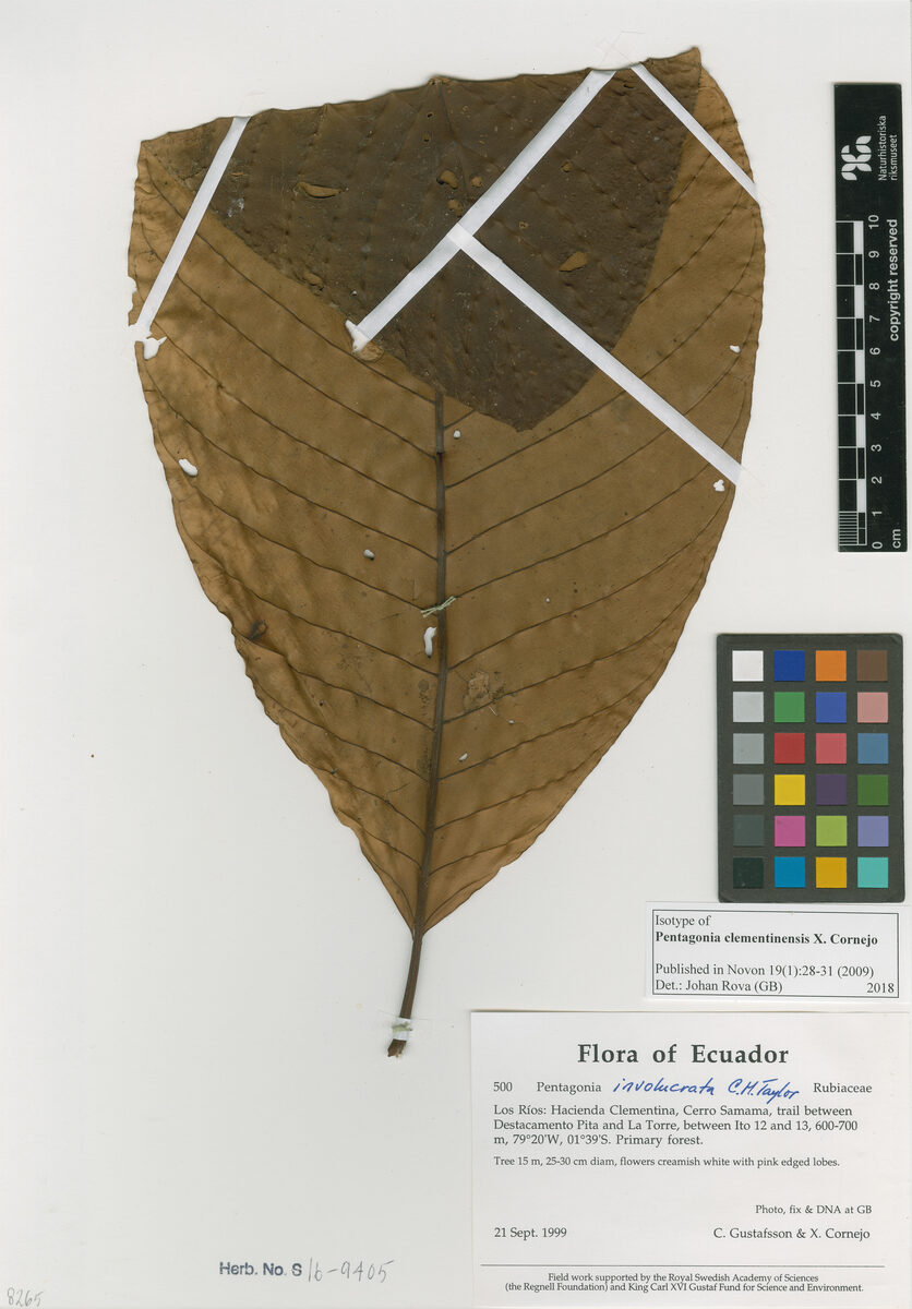 Pentagonia clementinensis (Ecuador pentagonia) — photo